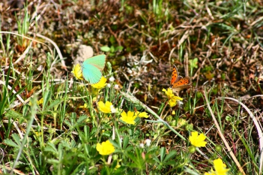 Invasione di Callophrys rubi